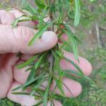 Fotografia 6 da espécie Rhamnus lycioides subesp. oleoides do Jardim Botânico UTAD