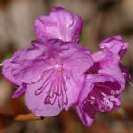 Fotografia 10 da espécie Rhododendron mucronulatum do Jardim Botânico UTAD