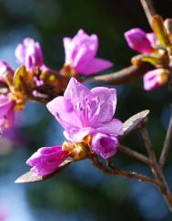 Rhododendron mucronulatum