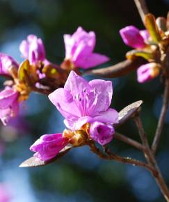 Fotografia da espécie Rhododendron mucronulatum