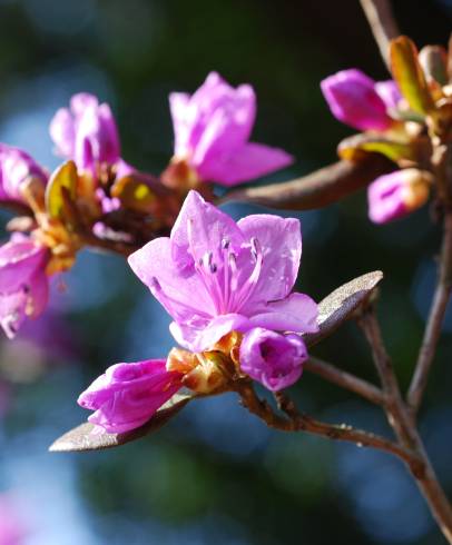 Fotografia de capa Rhododendron mucronulatum - do Jardim Botânico