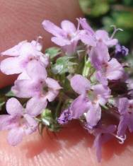 Fotografia da espécie Thymus herba-barona subesp. bivalens