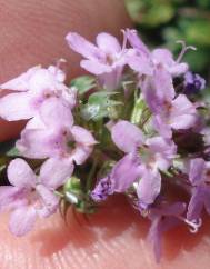 Thymus herba-barona subesp. bivalens