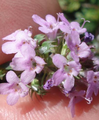 Fotografia de capa Thymus herba-barona subesp. bivalens - do Jardim Botânico