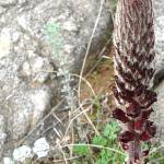 Fotografia 15 da espécie Orobanche foetida do Jardim Botânico UTAD