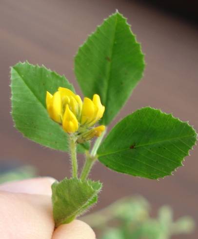 Fotografia de capa Medicago blancheana - do Jardim Botânico