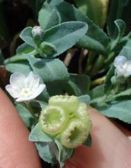 Omphalodes kuzinskyanae