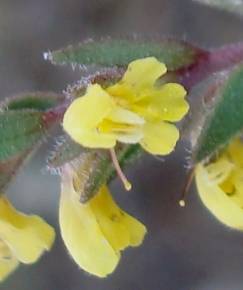 Fotografia da espécie Odontites viscosus