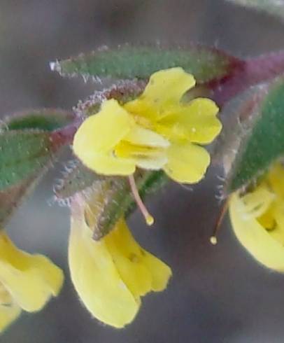 Fotografia de capa Odontites viscosus - do Jardim Botânico