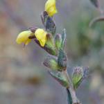 Fotografia 3 da espécie Odontites viscosus do Jardim Botânico UTAD