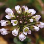 Fotografia 1 da espécie Thlaspi perfoliatum var. perfoliatum do Jardim Botânico UTAD