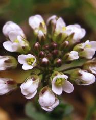 Fotografia da espécie Thlaspi perfoliatum var. perfoliatum