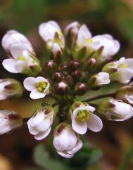 Thlaspi perfoliatum var. perfoliatum