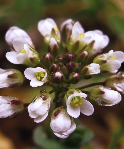 Fotografia de capa Thlaspi perfoliatum var. perfoliatum - do Jardim Botânico