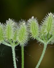 Fotografia da espécie Torilis arvensis subesp. purpurea