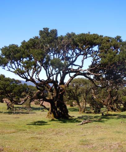 Fotografia de capa Ocotea foetens - do Jardim Botânico