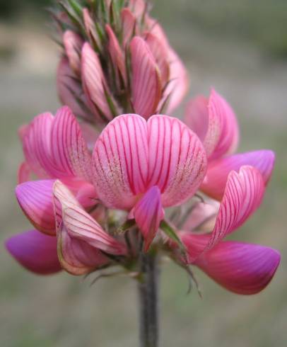 Fotografia de capa Onobrychis viciifolia - do Jardim Botânico