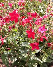 Fotografia da espécie Nicotiana alata