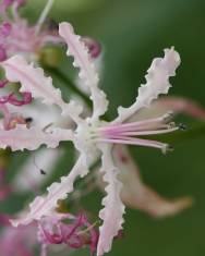 Fotografia da espécie Nerine undulata