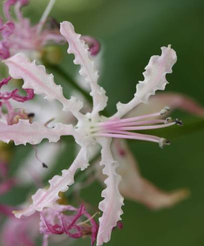 Fotografia de capa Nerine undulata - do Jardim Botânico