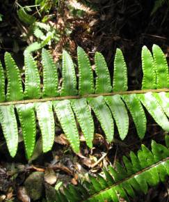 Fotografia da espécie Nephrolepis exaltata