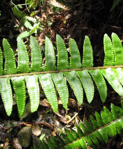 Fotografia de capa Nephrolepis exaltata - do Jardim Botânico