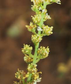 Fotografia da espécie Reseda virgata