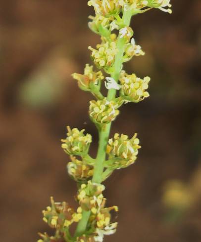 Fotografia de capa Reseda virgata - do Jardim Botânico