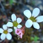 Fotografia 4 da espécie Saxifraga dichotoma do Jardim Botânico UTAD