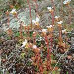 Fotografia 8 da espécie Saxifraga dichotoma do Jardim Botânico UTAD