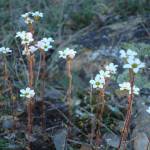 Fotografia 10 da espécie Saxifraga dichotoma do Jardim Botânico UTAD