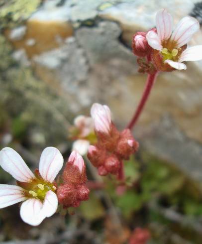 Fotografia de capa Saxifraga dichotoma - do Jardim Botânico