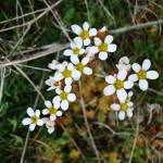 Fotografia 18 da espécie Saxifraga dichotoma do Jardim Botânico UTAD