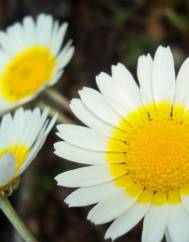 Leucanthemopsis pulverulenta