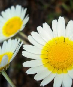 Fotografia da espécie Leucanthemopsis pulverulenta