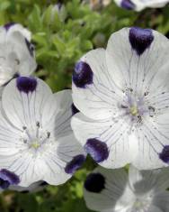 Fotografia da espécie Nemophila maculata