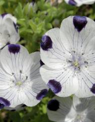 Nemophila maculata