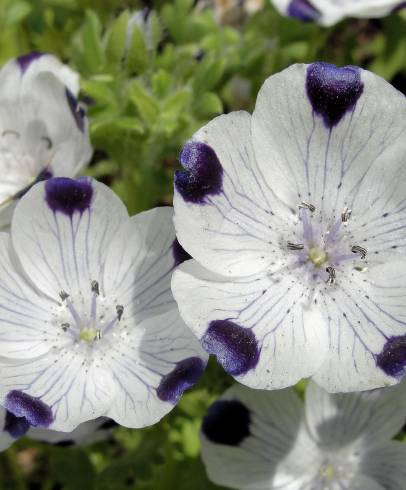 Fotografia de capa Nemophila maculata - do Jardim Botânico