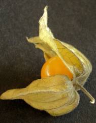 Physalis peruviana