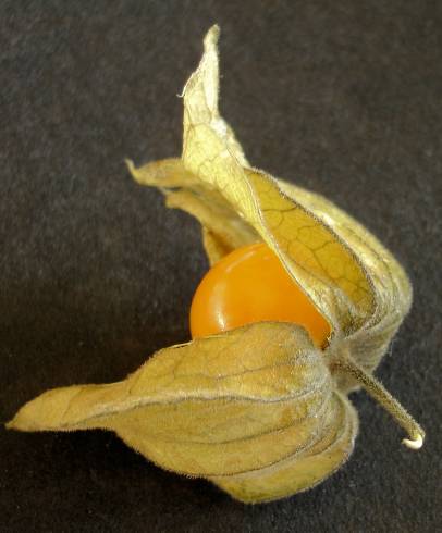 Fotografia de capa Physalis peruviana - do Jardim Botânico