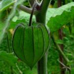 Fotografia 4 da espécie Physalis peruviana do Jardim Botânico UTAD