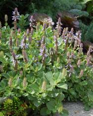 Fotografia da espécie Plectranthus neochilus