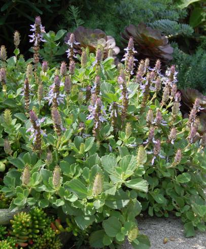 Fotografia de capa Plectranthus neochilus - do Jardim Botânico