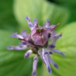 Fotografia 5 da espécie Plectranthus neochilus do Jardim Botânico UTAD