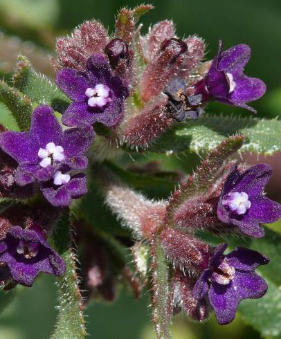 Fotografia de capa Anchusa undulata subesp. granatensis - do Jardim Botânico