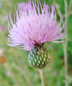 Fotografia da espécie Cirsium pyrenaicum