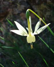 Fotografia da espécie Narcissus triandrus subesp. pallidus