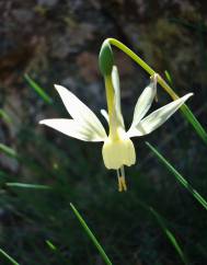 Narcissus triandrus subesp. pallidus