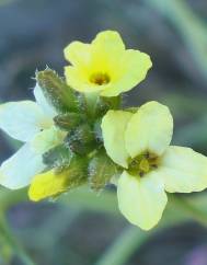 Sisymbrium crassifolium