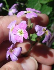 Malcolmia flexuosa